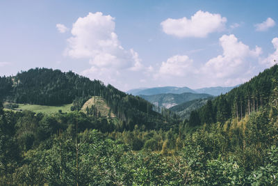 Scenic view of forest against sky