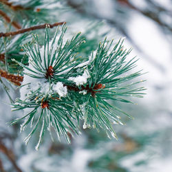 Close-up of pine tree during winter