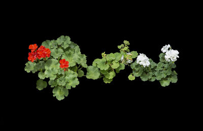 Close-up of flowering plant against black background