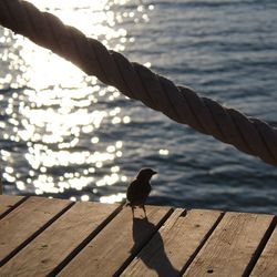 High angle view of bird perching on wood