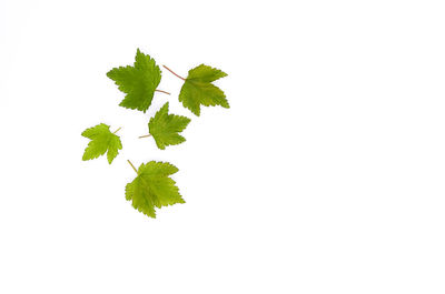 Close-up of leaves against white background