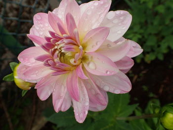 Close-up of water drops on pink flower