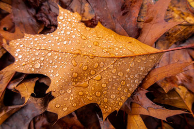 Close-up of wet maple leaves during rainy season