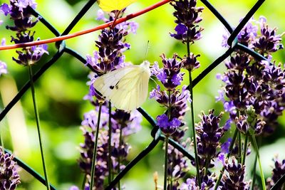 Close-up of butterfly on purple flowering plants