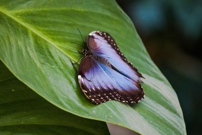 Close-up of butterfly on leaf