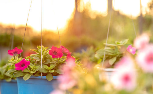 Close-up of pink flowering plants