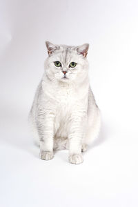 Portrait of cat against white background