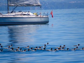 View of birds in calm water