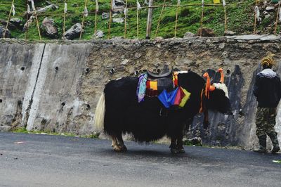 Rear view of cows standing on road