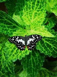 Butterfly on leaf