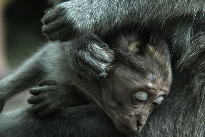 Close-up of a monkey