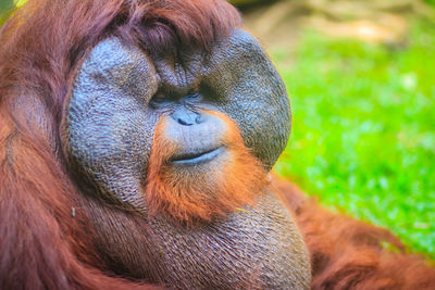 Close-up of monkey looking away