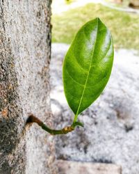 Close-up of plant