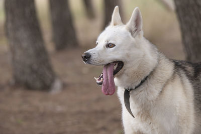 White hasky dog in the field very alert