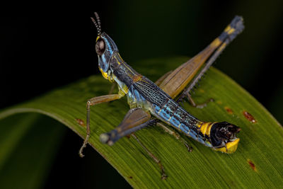 Close-up of grasshopper on plant