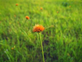 Close-up of flower blooming on field