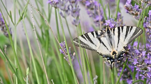 Butterfly pollinating on purple flower