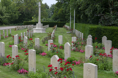 View of flowering plants at cemetery