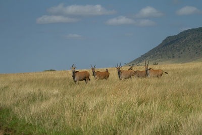 Elands on the plains of kenya