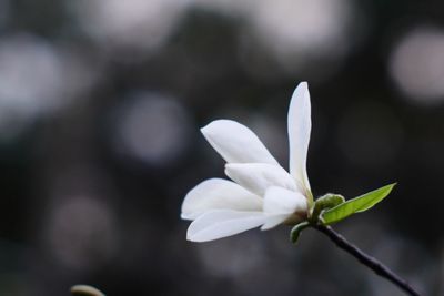 Close-up of white flowers