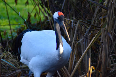 Close-up of a bird on field