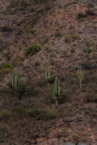 Scenic view of landscape