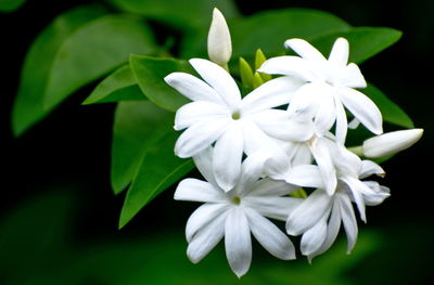 Close-up of white flowering plant