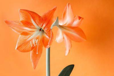 Close-up of orange flower