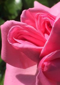 Close-up of pink flower