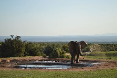 Rear view of dog standing on landscape