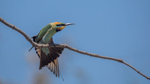 Low angle view of bird perching on branch against sky