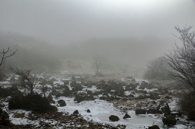 View of trees on landscape against sky