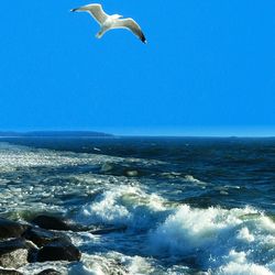 Bird flying over sea against clear blue sky