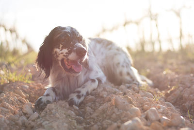 Dog looking away on field