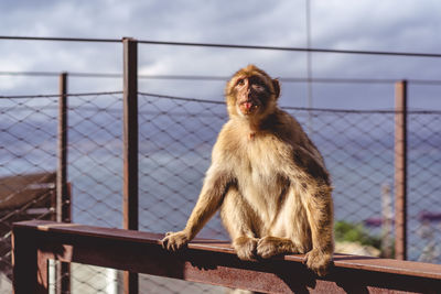 Monkey sitting on a fence