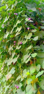 High angle view of flowering plants