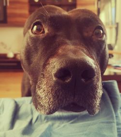 Close-up portrait of dog at home