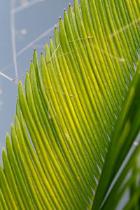 Low angle view of palm leaf against sky