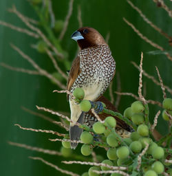 Close-up of bird perching on plant