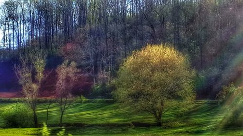 Trees on field in forest