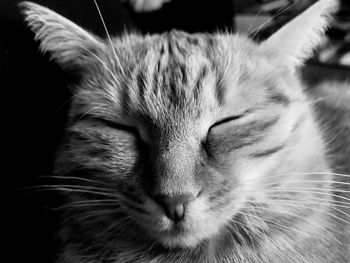 Close-up of cat sleeping