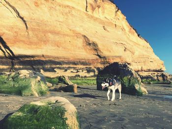 Dog standing on rock