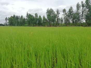 Scenic view of agricultural field against sky