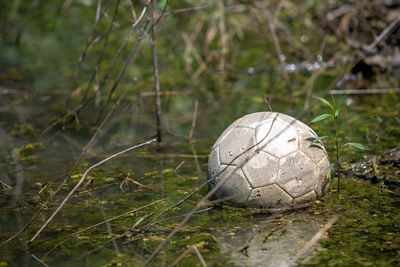 Close-up of soccer ball on field