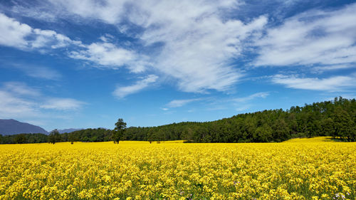 Scenic view of oilseed rape field against sky