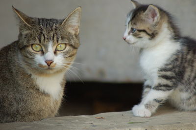 Portrait of cat