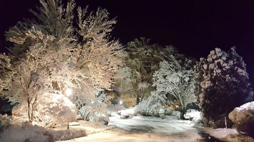 View of trees at night