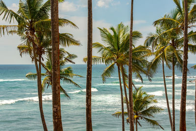 Palm trees on beach against sky