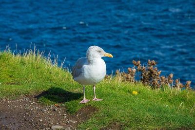 Seagull perching on a land