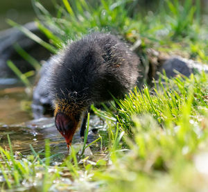 Close-up of a bird on field